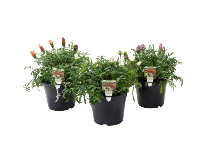 Sommerblomster mix 21 cm potte